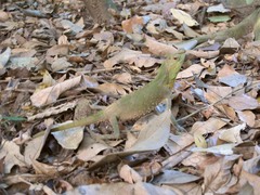 Lyriocephalus scutatus