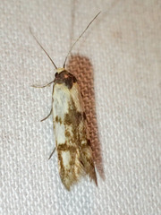 Atholosticta chalcoteucta