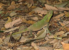 Lyriocephalus scutatus