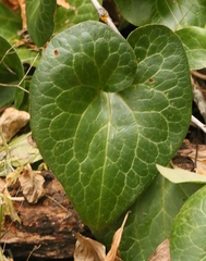 Asarum hartwegii