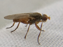 Heleomyzinae