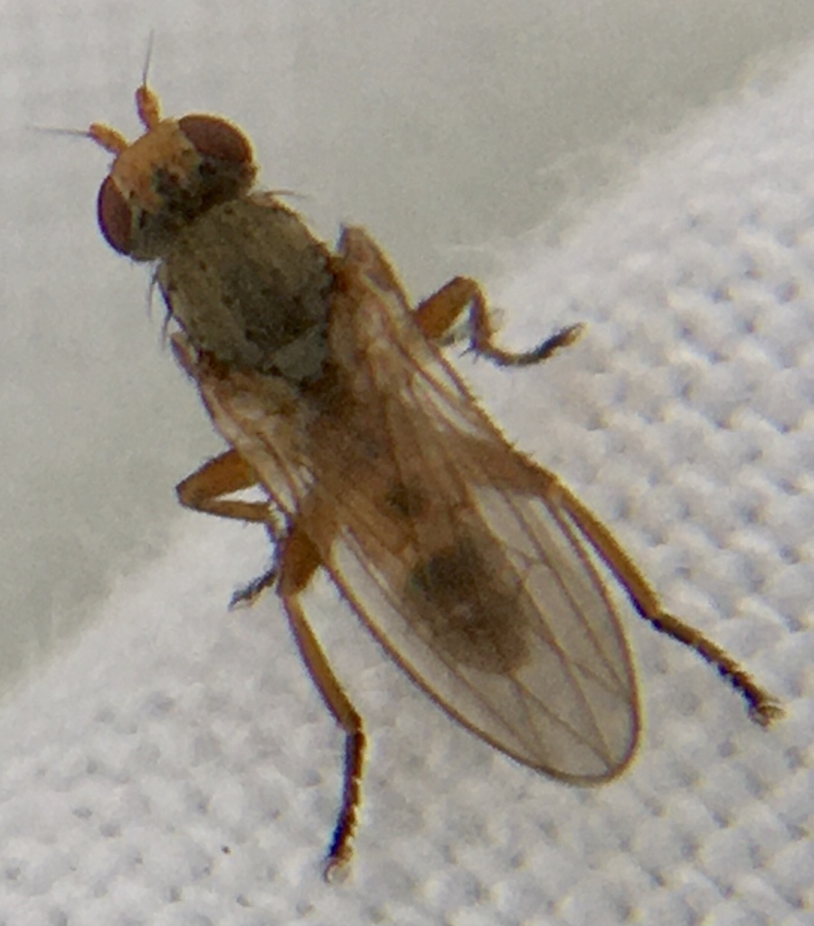 Neoleria maritima