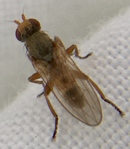 Neoleria maritima