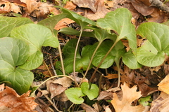 Asarum hartwegii