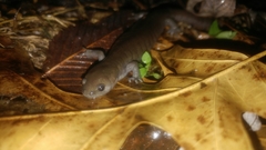 Ambystoma barbouri