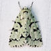 Dagger Moths - Photo (c) Diane P. Brooks, some rights reserved (CC BY-NC-SA), uploaded by Diane P. Brooks