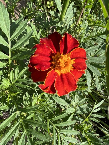 Tagetes erecta