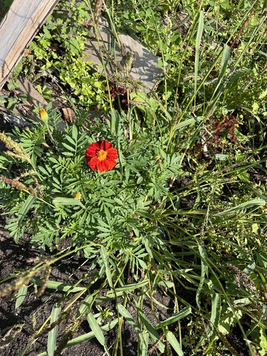 Tagetes erecta