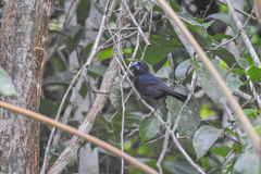 Cyanoloxia cyanoides