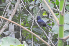 Cyanoloxia cyanoides