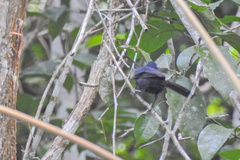 Cyanoloxia cyanoides