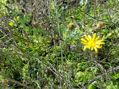 Grindelia stricta platyphylla