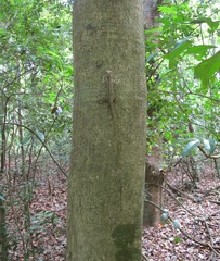 Lyriocephalus scutatus