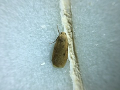 Paralithosia shaowuica