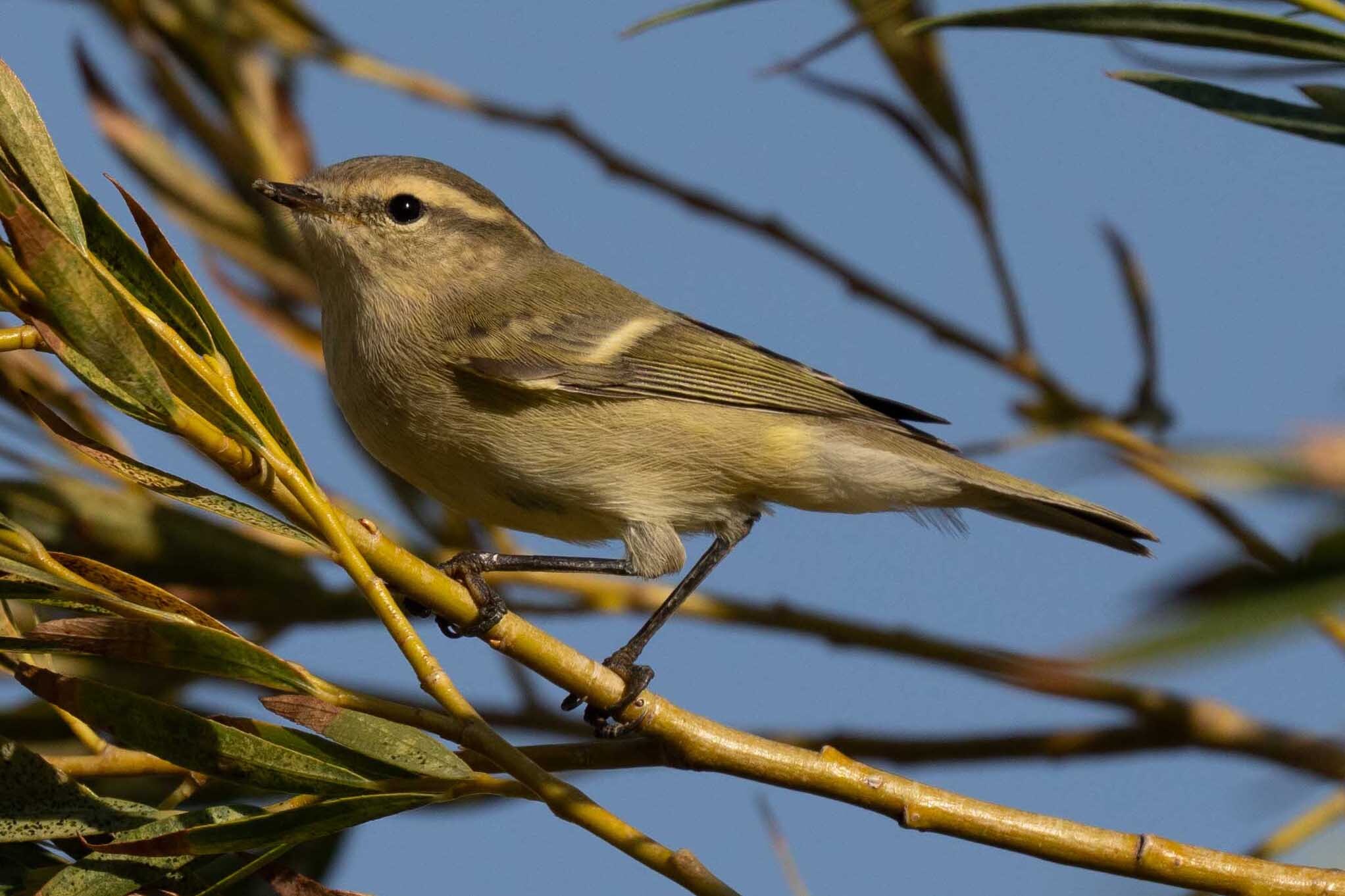 Hume's Leaf Warbler
