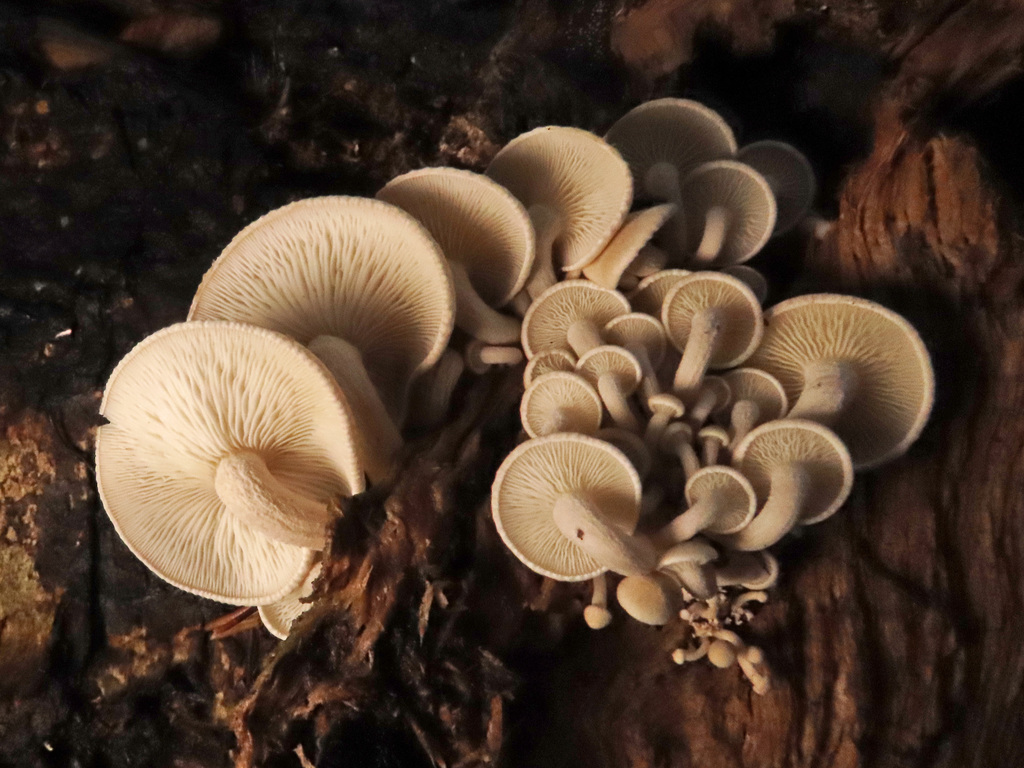 Ossicaulis