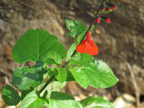 Salvia coccinea