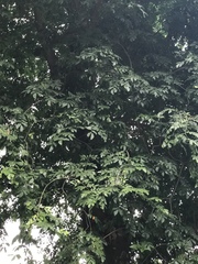 Plectrocarpa carrapo