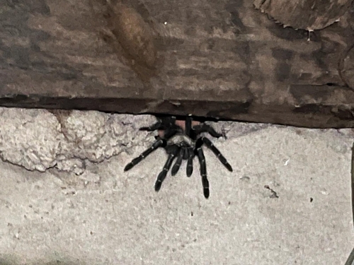 Usambara Baboon Tarantula