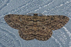 Hypomecis transcissa