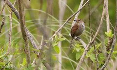 Thamnophilus ruficapillus