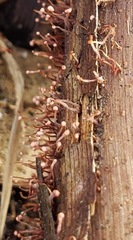 Nectria pseudotrichia