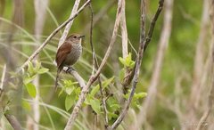 Thamnophilus ruficapillus
