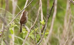 Thamnophilus ruficapillus