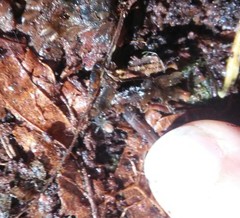 Antrodiaetus unicolor