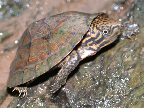 Stripe-necked Musk Turtle