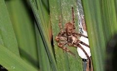 Polybetes pythagoricus