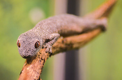 Strophurus taenicauda
