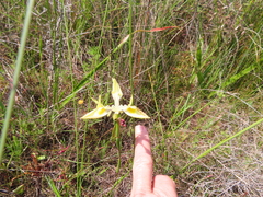 Cape Iris (Moraea angusta)