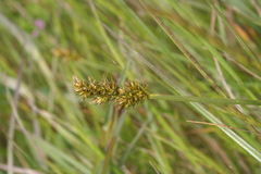 Carex densa