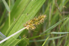 Carex densa