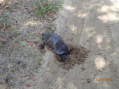 Pseudemys peninsularis