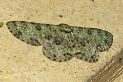Ophthalmitis