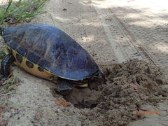 Pseudemys peninsularis