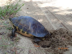 Pseudemys peninsularis