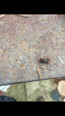 Superstitionia donensis