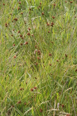Juncus occidentalis