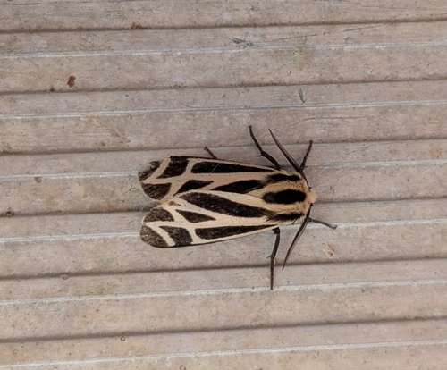 Charlotte's Tiger Moth photo 6