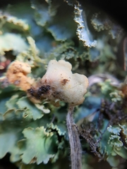 Podostictina pickeringii