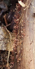 Nectria pseudotrichia