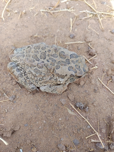Mauritanian Toad