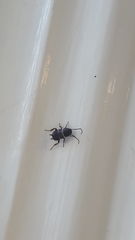 Blattodea