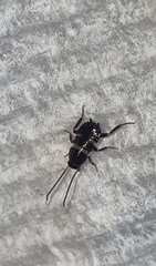 Blattodea