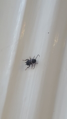 Blattodea