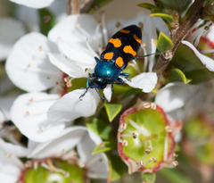 Castiarina bicolor