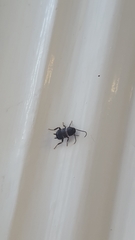 Blattodea